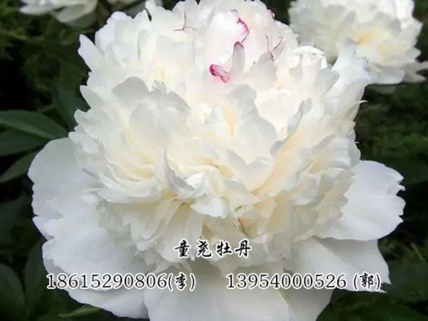 点击查看详细信息<br>标题：白色芍药 阅读次数：2490