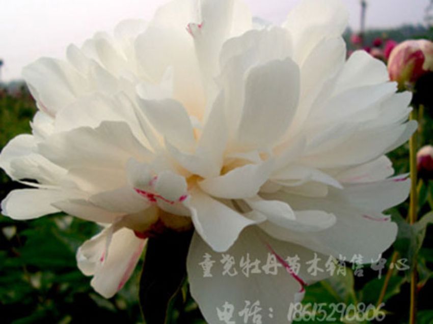 点击查看详细信息<br>标题：白色芍药 阅读次数：1351