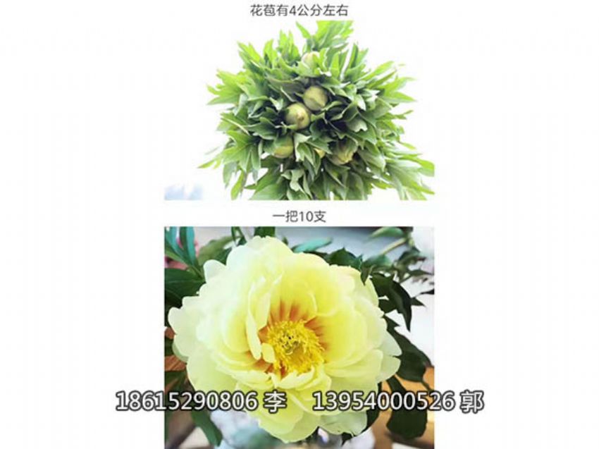 点击查看详细信息<br>标题：芍药鲜切花 阅读次数：907