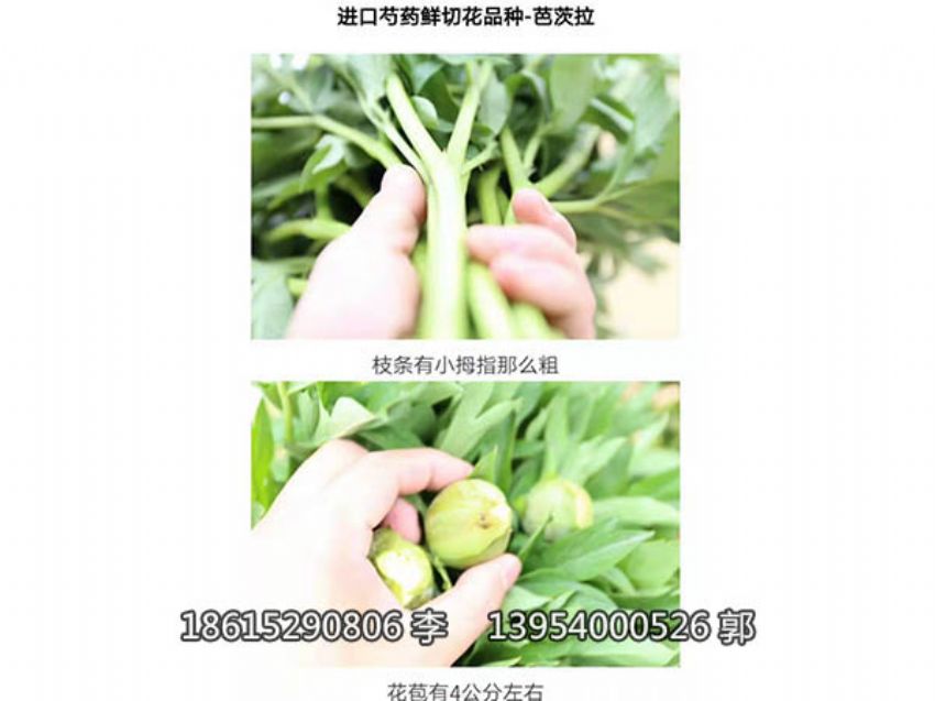 点击查看详细信息<br>标题：芍药鲜切花 阅读次数：1032