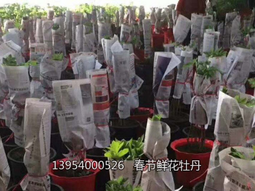 点击查看详细信息<br>标题：盆栽催花牡丹 阅读次数：771