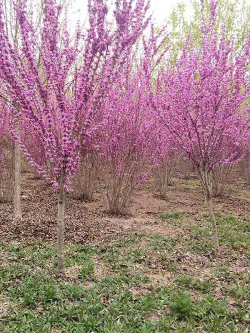 点击查看详细信息<br>标题：紫荆 阅读次数：481