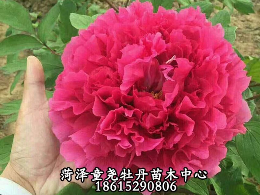 点击查看详细信息<br>标题：花王 阅读次数：264